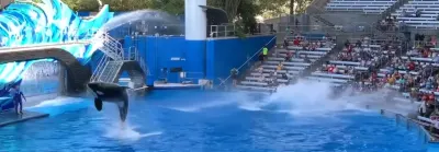 Orca whales performing jump during marine park show with audience seating