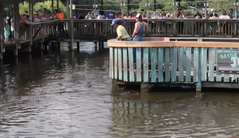 Gatorland boardwalk over alligator pools, family watching gators below, lush Florida greenery around